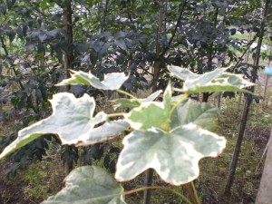 Acer Platanoides Drumondii blad