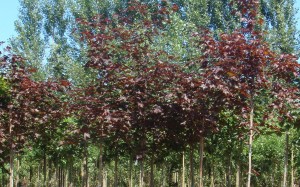 Acer platanoides Royal red 1