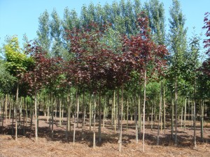 Acer platanoides Royal red