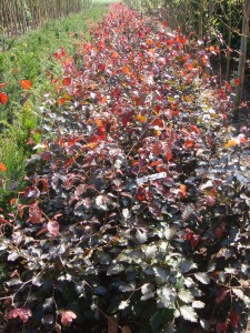 Fagus Silvatica Atropunicea