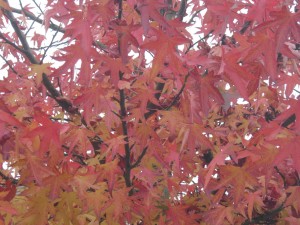 Liquidambar blad herfst