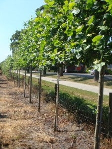 Platanus Acerifolia