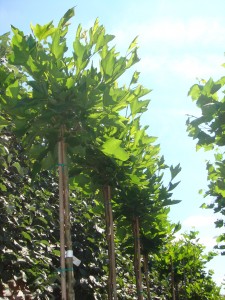 Platanus Alphen's Globe 4