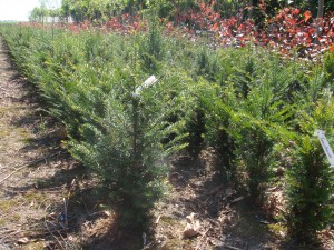 Taxus Baccata 2