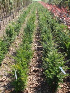 Taxus baccata 1